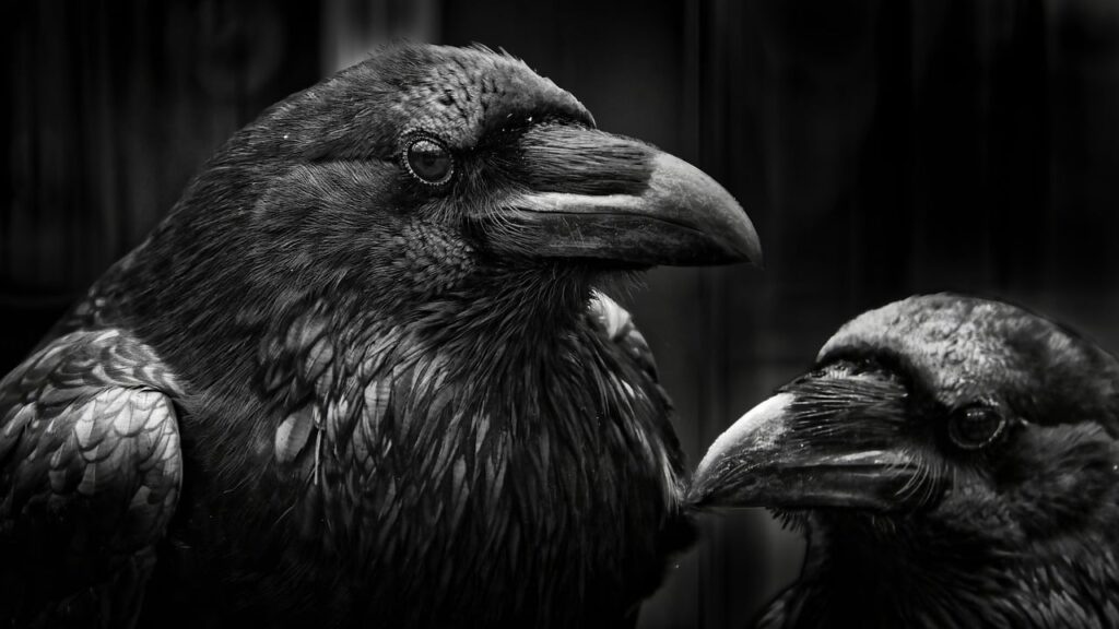 crows, birds, zoo, animals, nature, wildlife, black and white, black and white, black and white, black and white, black and white, black and white