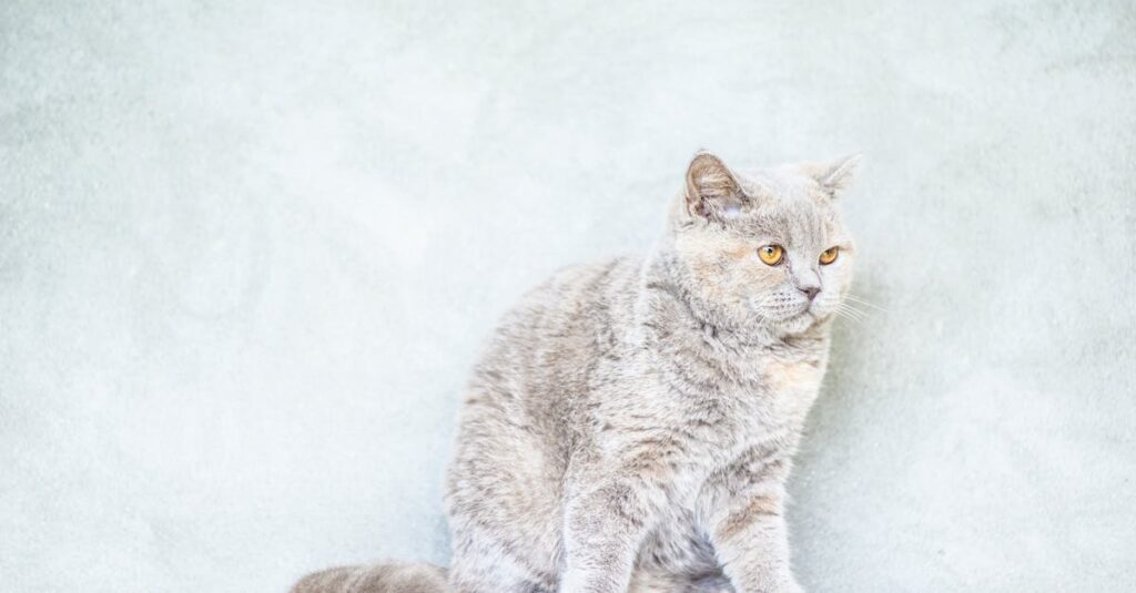 Beautiful British Shorthair cat with orange eyes posing in a minimalist indoor setting.