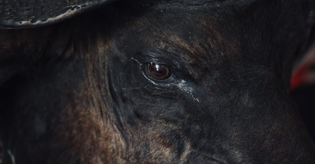 Detailed close-up of a buffalo's eye conveying emotion and depth.
